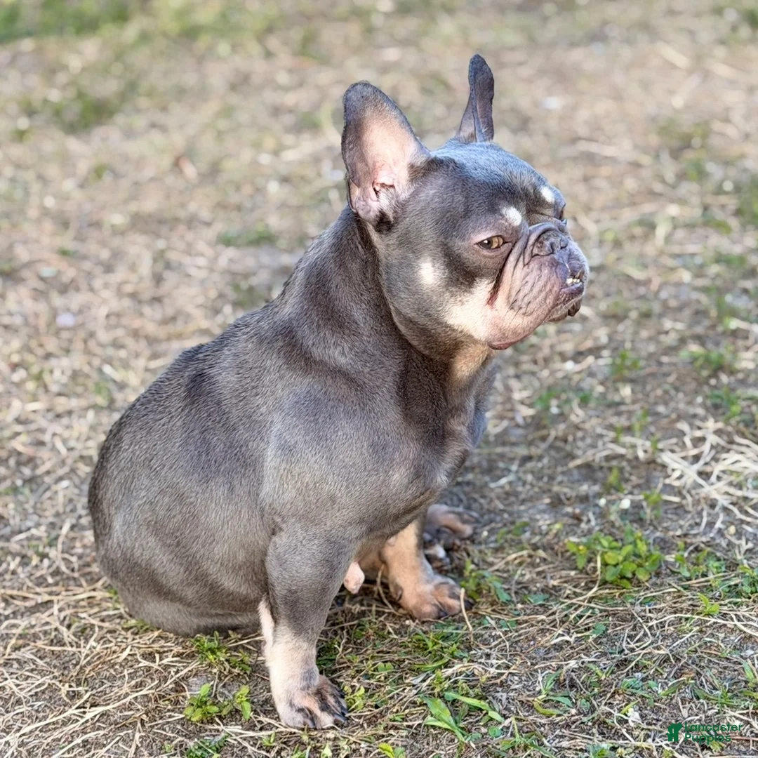 French Bulldog dogs for sale: Sage - Ad 5
