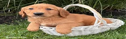 Golden Retriever dogs for sale: Sunny - Ad 3