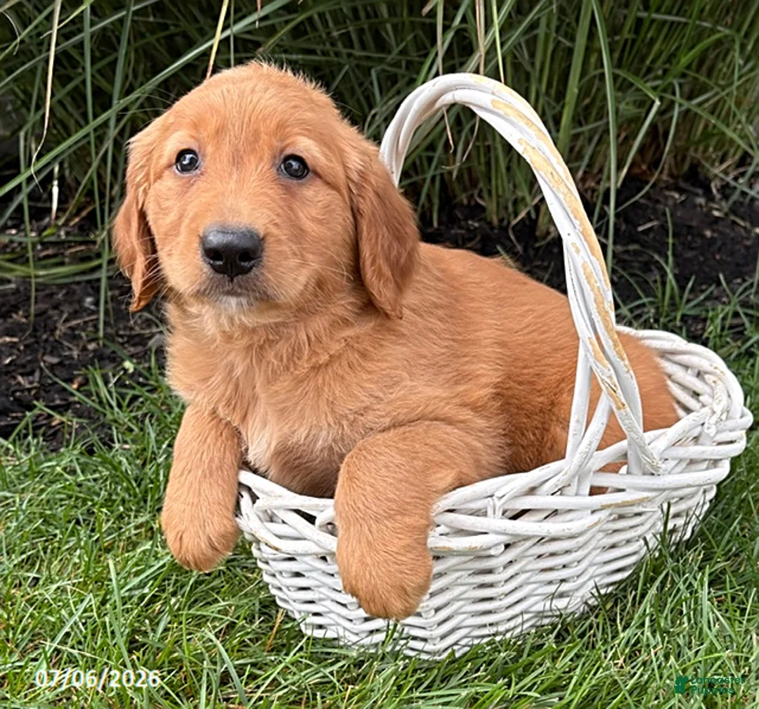 Golden Retriever dogs for sale: Sunny - Ad 3