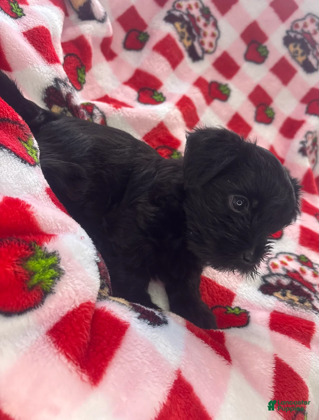 Yorkshire Terrier dogs for sale: Onyx - Ad 2