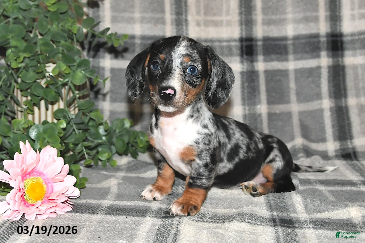 Miniature Dachshund dogs Chloe - Ad 2