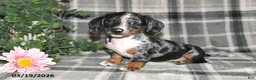 Miniature Dachshund dogs for sale: Chloe - Ad 2