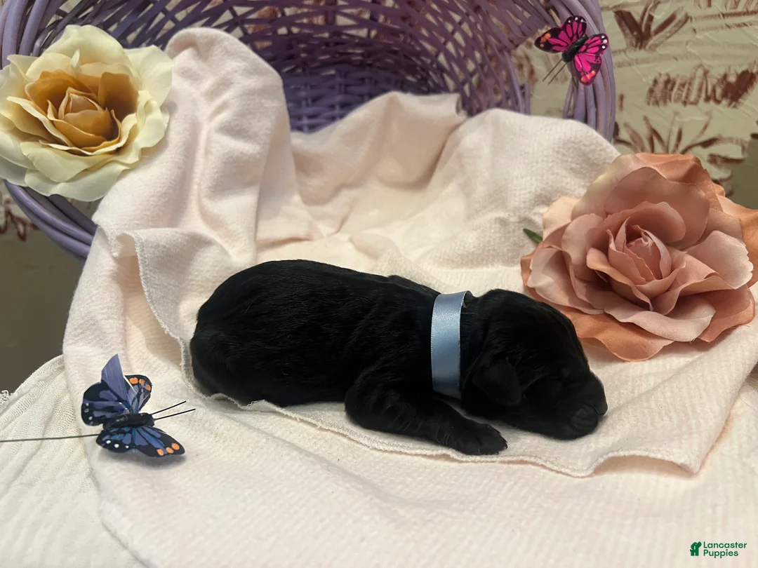 Labradoodle dogs for sale: Labradoodle Puppy 1 - Ad 2