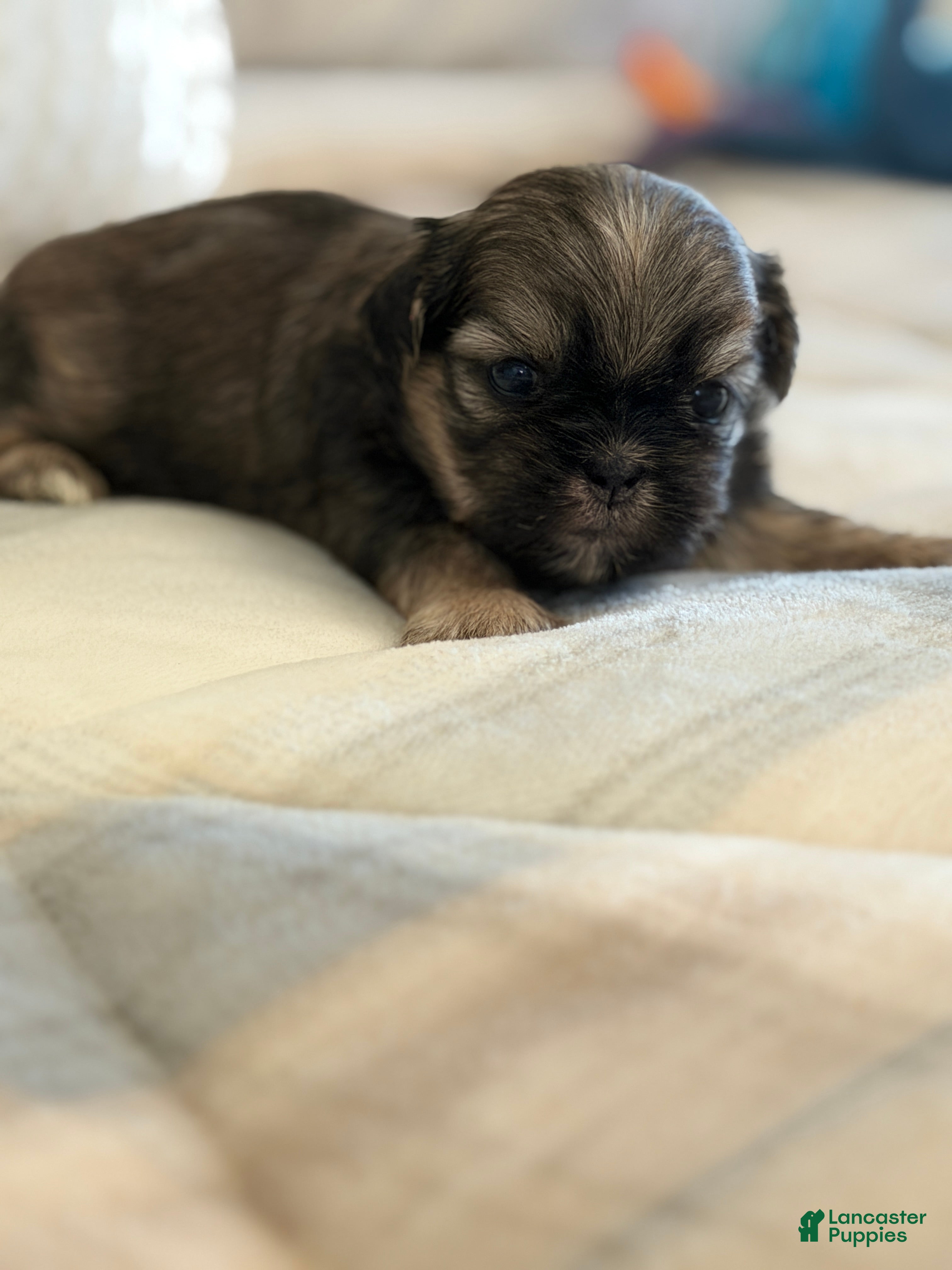 Shih Tzu dogs Champ - Ad 17