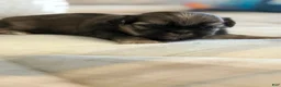 Shih Tzu dogs for sale: Champ - Ad 1