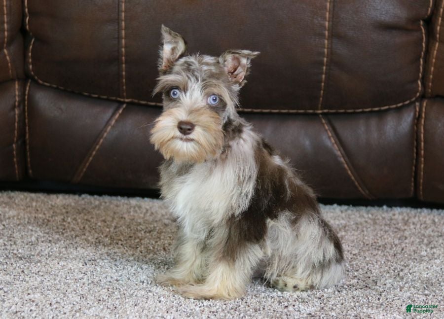 Miniature Schnauzer dogs Gunner - Ad 2