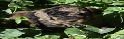 Standard Poodle dogs for sale: Standard Poodle 9 Chocolate Merle - Ad 5