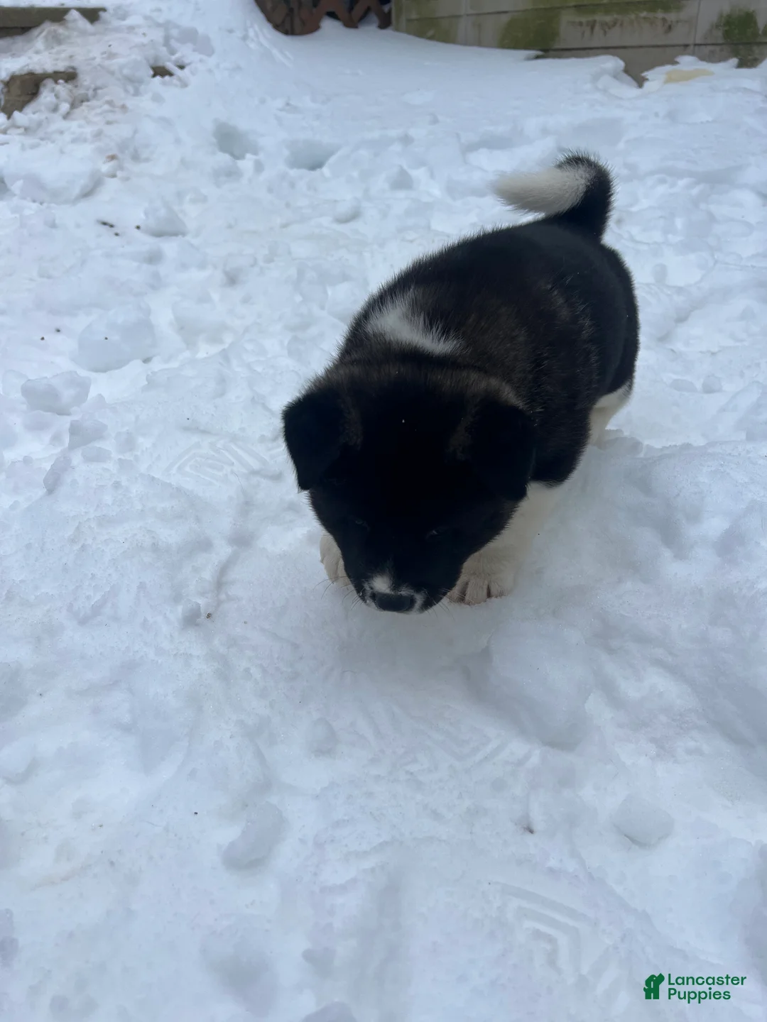 Akita dogs for sale: Dancer - Ad 7