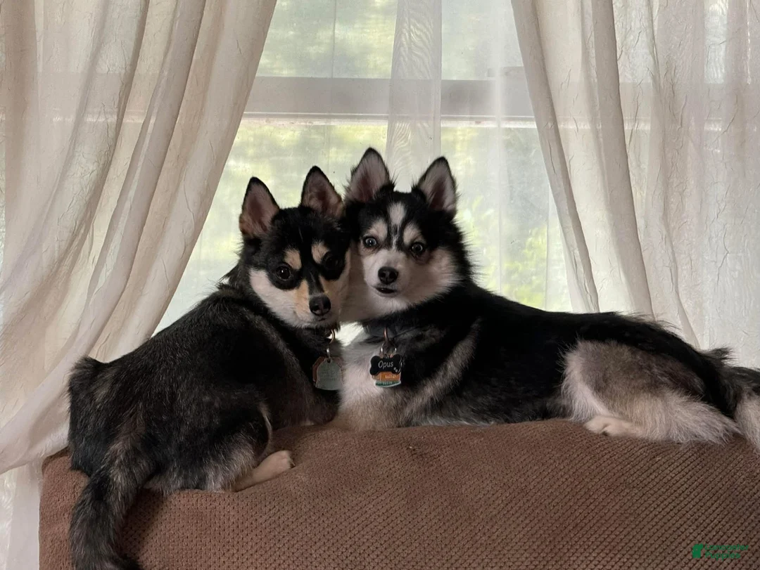 Pomsky dogs for sale: Pomsky Puppy 2 - Ad 6