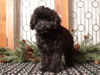 Toy Poodle dogs Jellybean - Ad 7