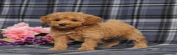 Miniature Poodle dogs for sale: AKC Quack - Ad 5