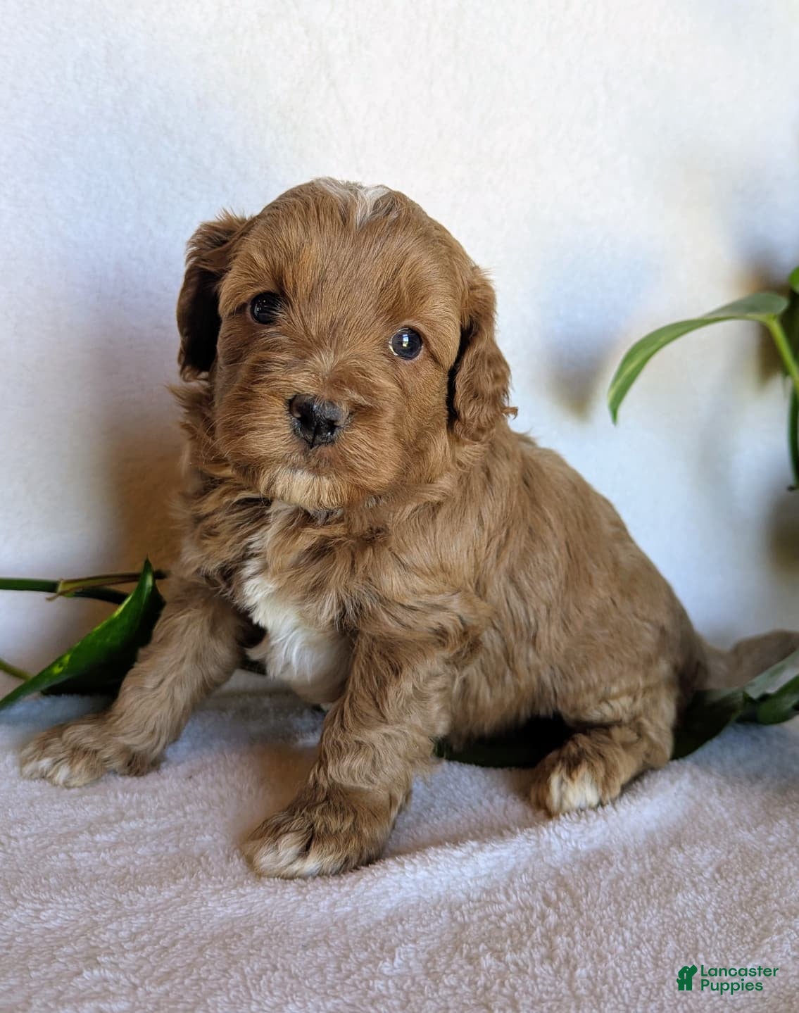 Cockapoo dogs for sale: Duke F1B - Ad 2