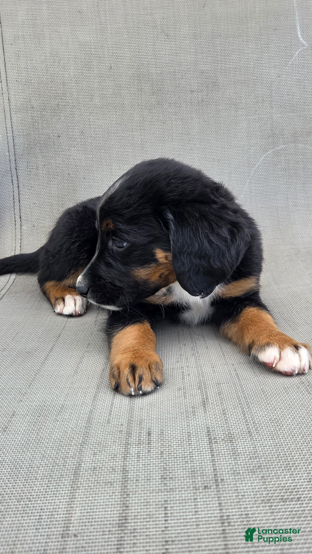 Bernedoodle dogs for sale: Bernedoodle Pink - Ad 7