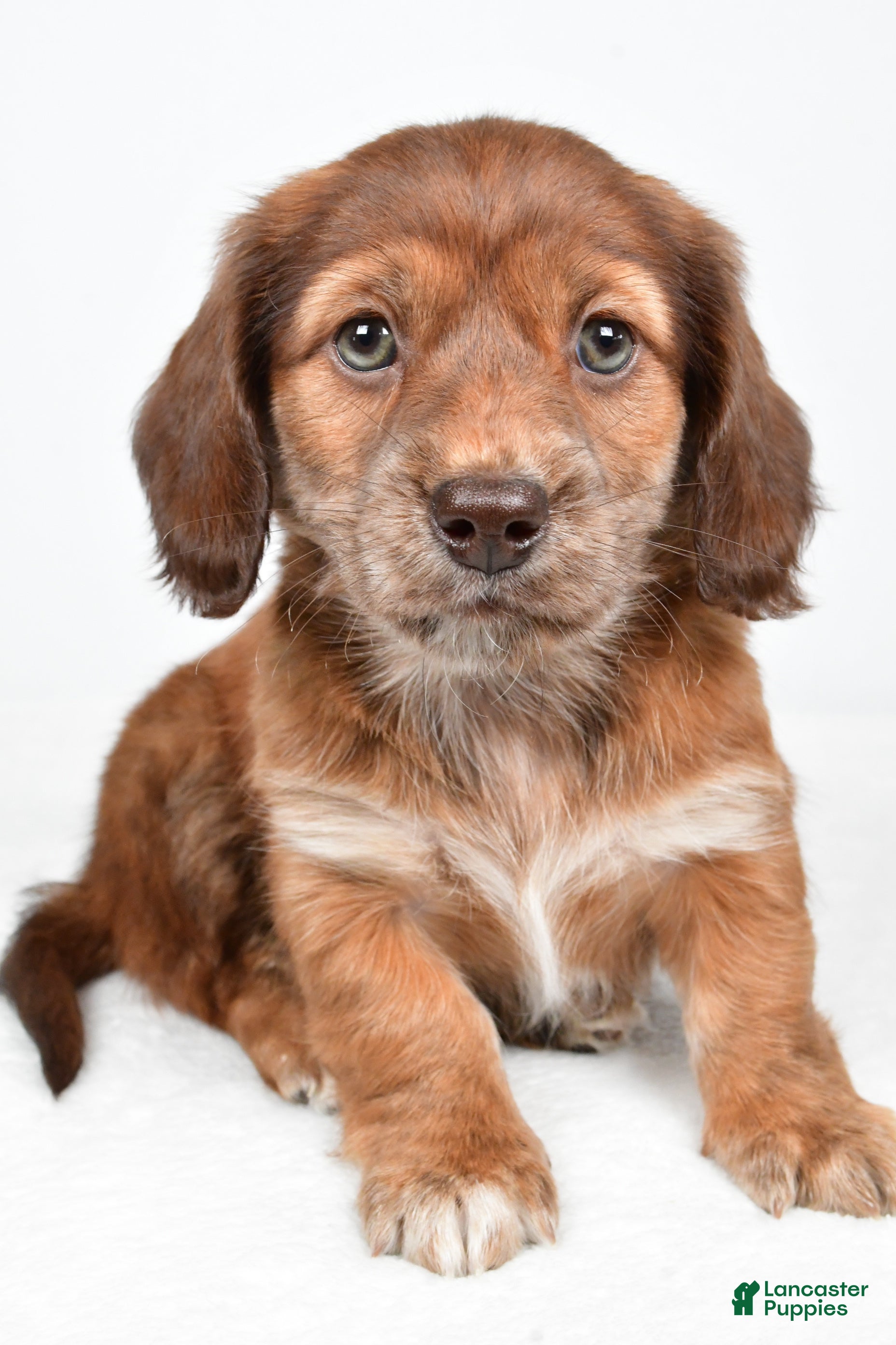 Miniature Dachshund dogs Chloe - Ad 2