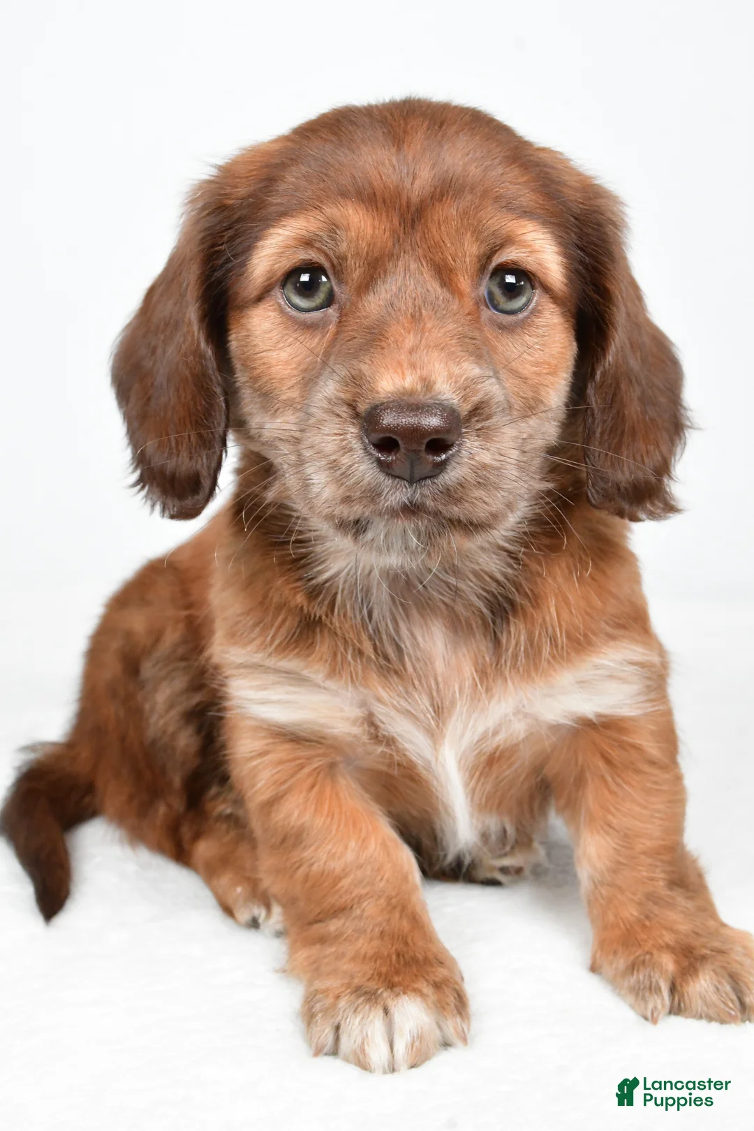 Miniature Dachshund dogs for sale: Chloe - Ad 2