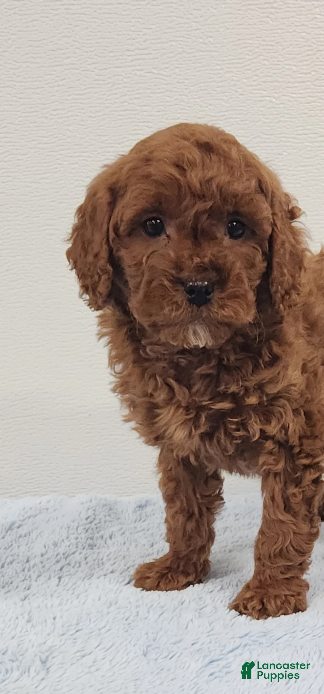 Mini Goldendoodle dogs for sale: Rambo - Ad 10