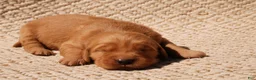 Golden Retriever dogs for sale: Daisy -AKC, Genetically Clear - Ad 77