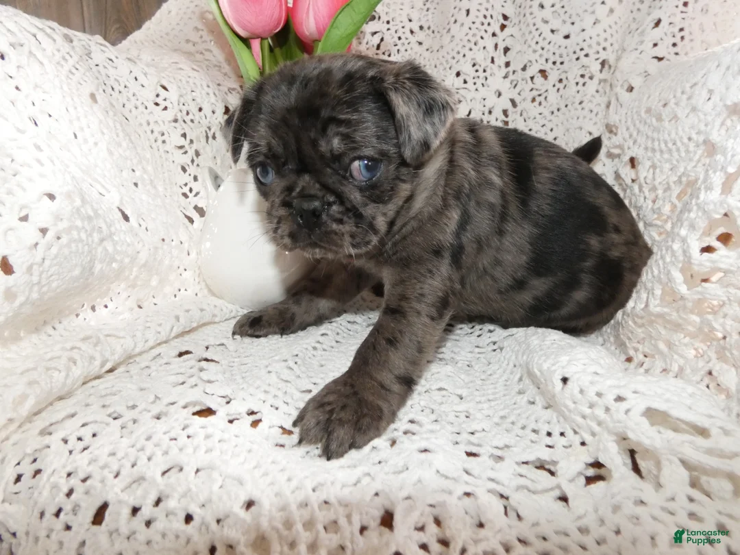 Pug dogs for sale: Pug Puppy 1 Lacy - Ad 2