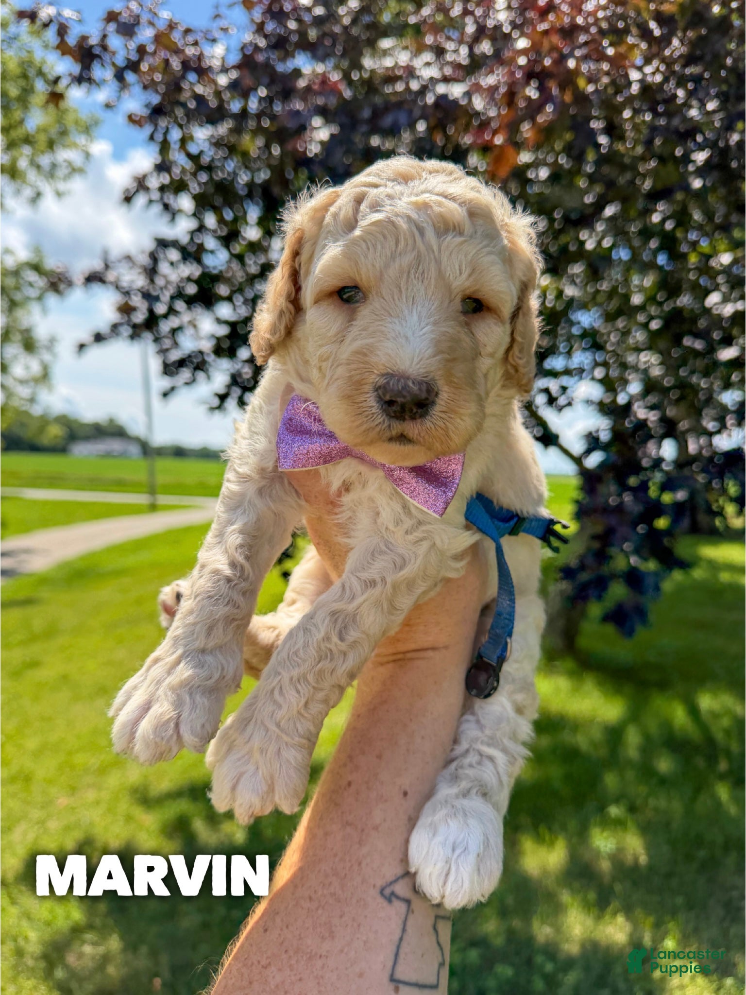 Goldendoodle dogs Marvin - F1b - Ad 1
