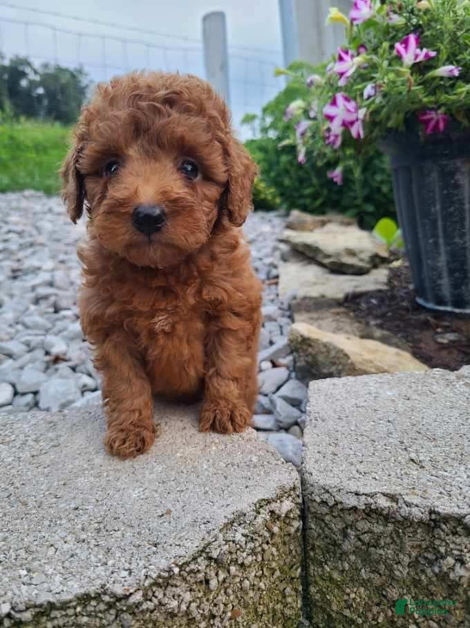Mini Goldendoodle dogs Isaac - Ad 1