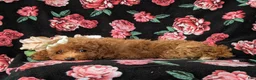 Mini Goldendoodle dogs for sale: Stefani 10 lbs full grown - Ad 4