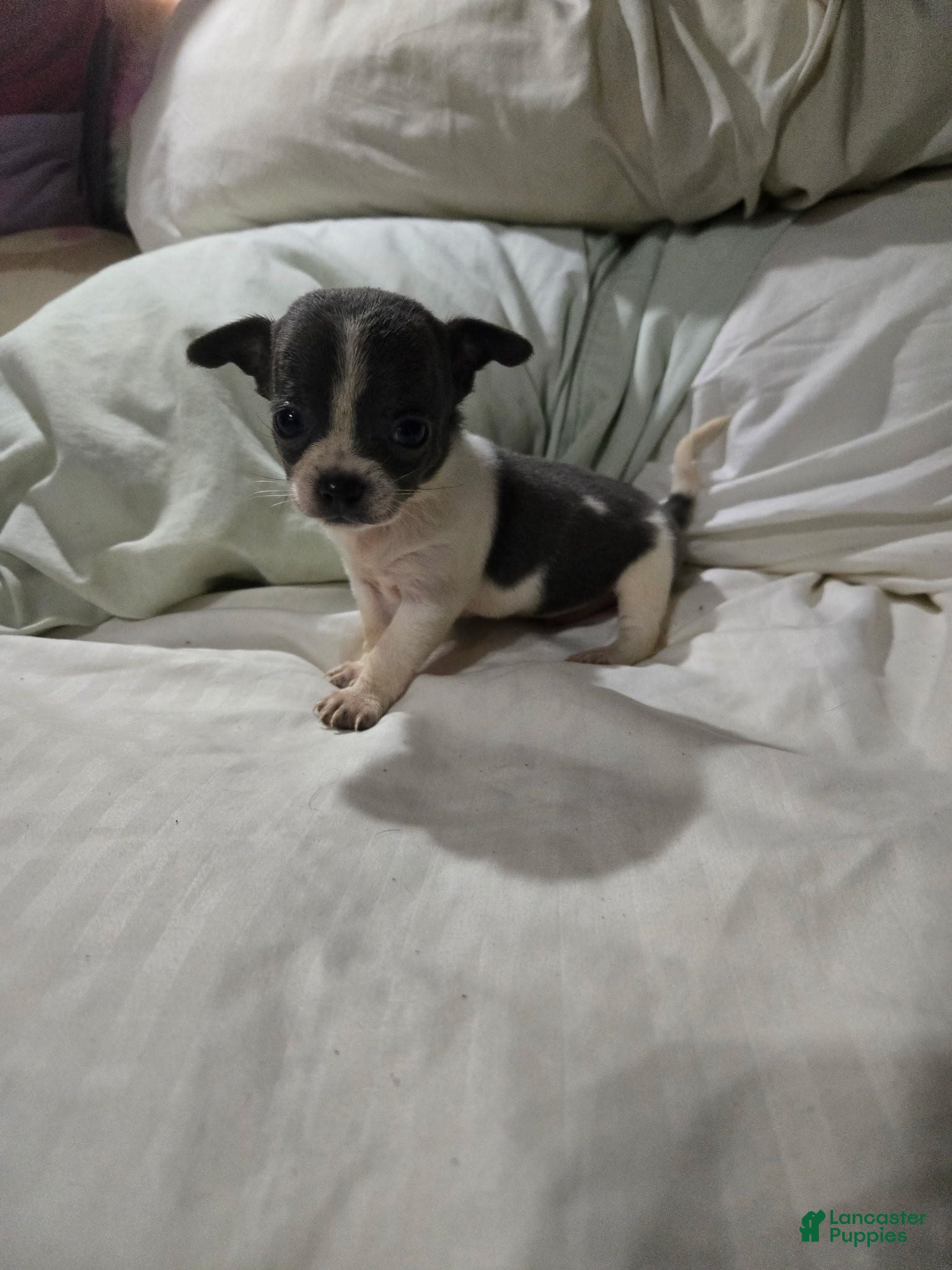 Chihuahua dogs Chihuahua 2 - Ad 9