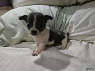 Chihuahua dogs Chihuahua 2 - Ad 9
