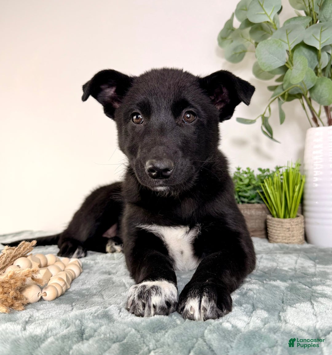 Mixed Breed dogs for sale: Lucy - Ad 4