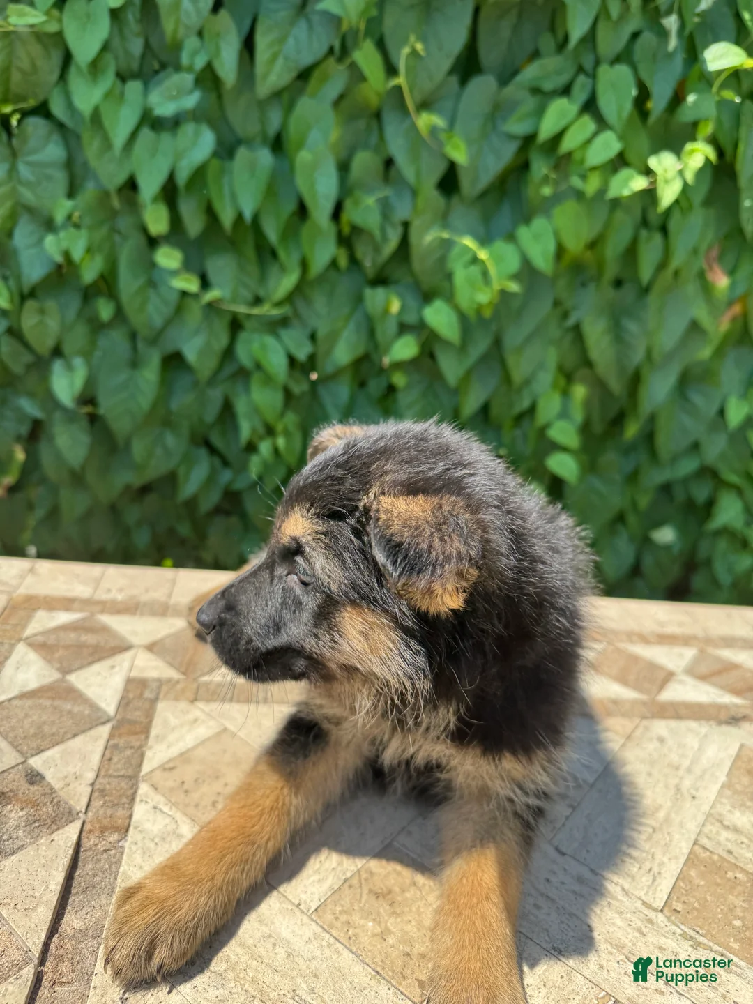 German Shepherd dogs for sale:  brownie  - Ad 2