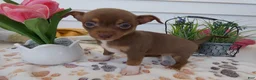 Chihuahua dogs for sale: Chihuahua Puppy 6 Sabrina - Ad 3
