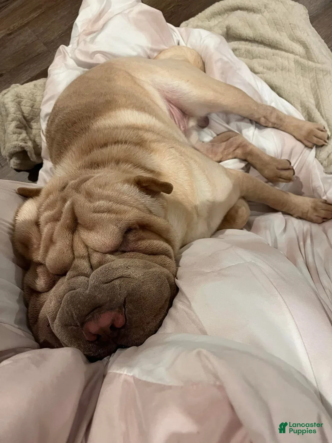Shar Pei dogs for sale: Shar Pei Puppy 1 - Ad 8