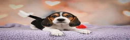 Beagle dogs for sale: OSCAR - Ad 11