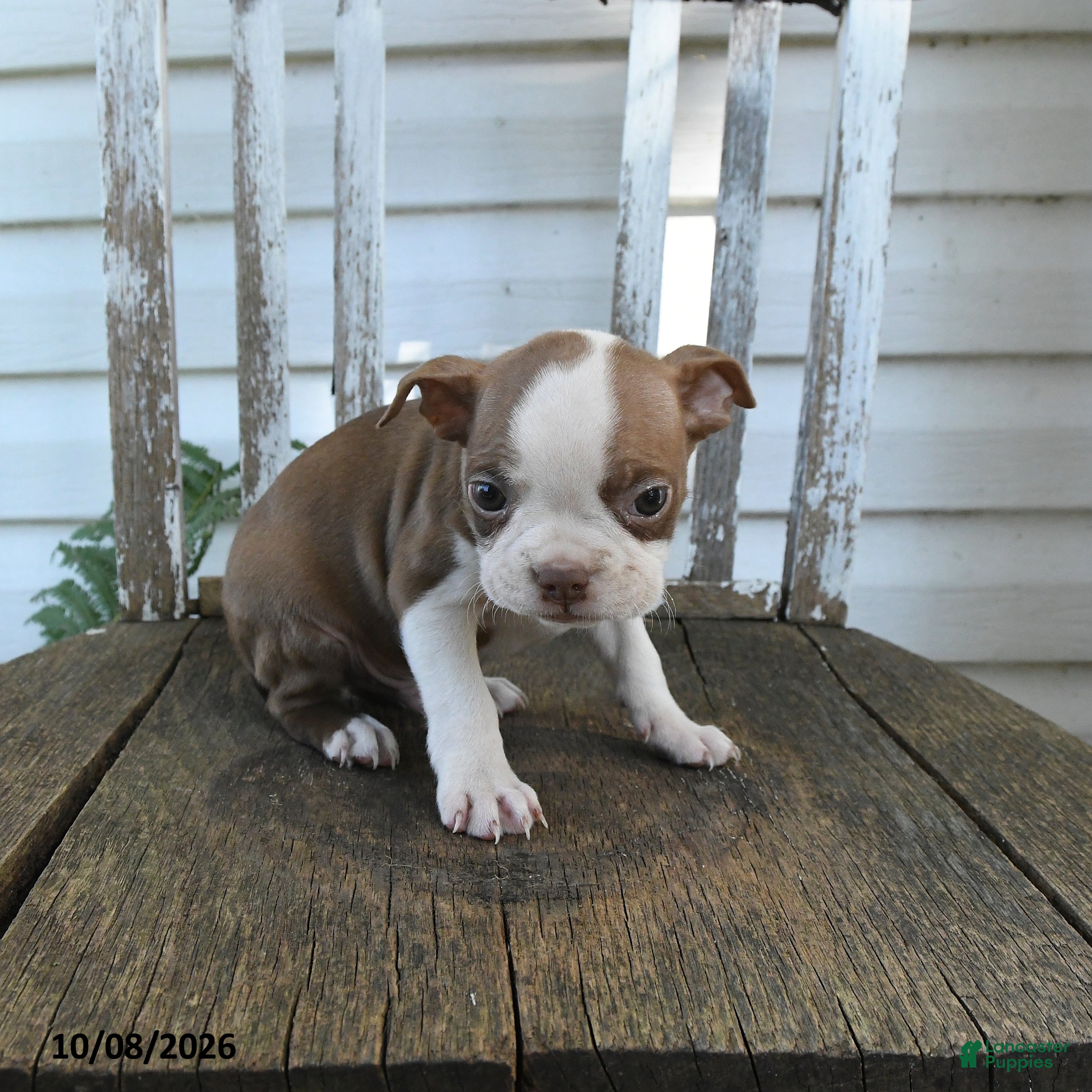 Boston Terrier dogs Clifford - Ad 2