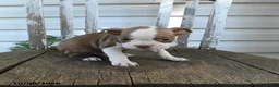 Boston Terrier dogs for sale: Clifford - Ad 2