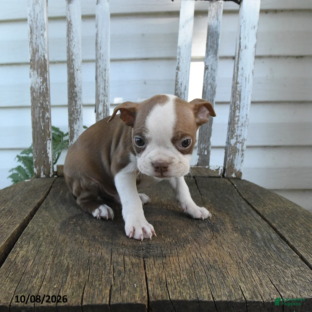Boston Terrier dogs for sale: Clifford - Ad 2