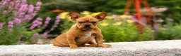 French Bulldog dogs for sale: Diesel - Ad 9