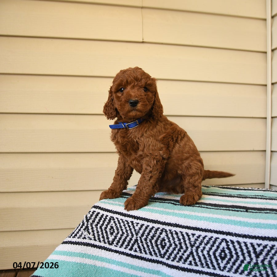 Goldendoodle dogs Marvin - Ad 2