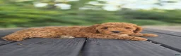 Cavapoo dogs for sale: Callie - Ad 6