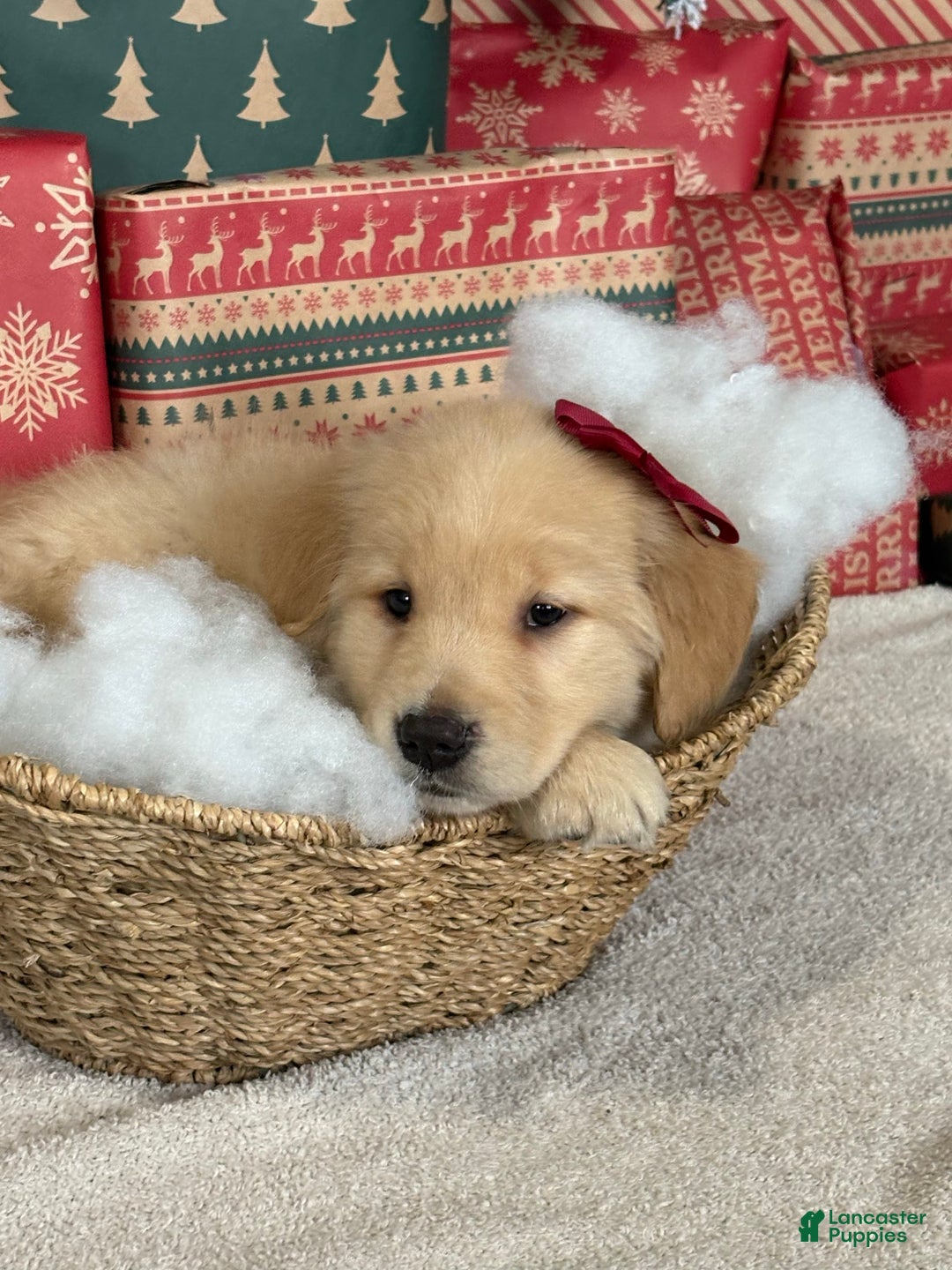 Golden Retriever dogs for sale: Sugar - Ad 2