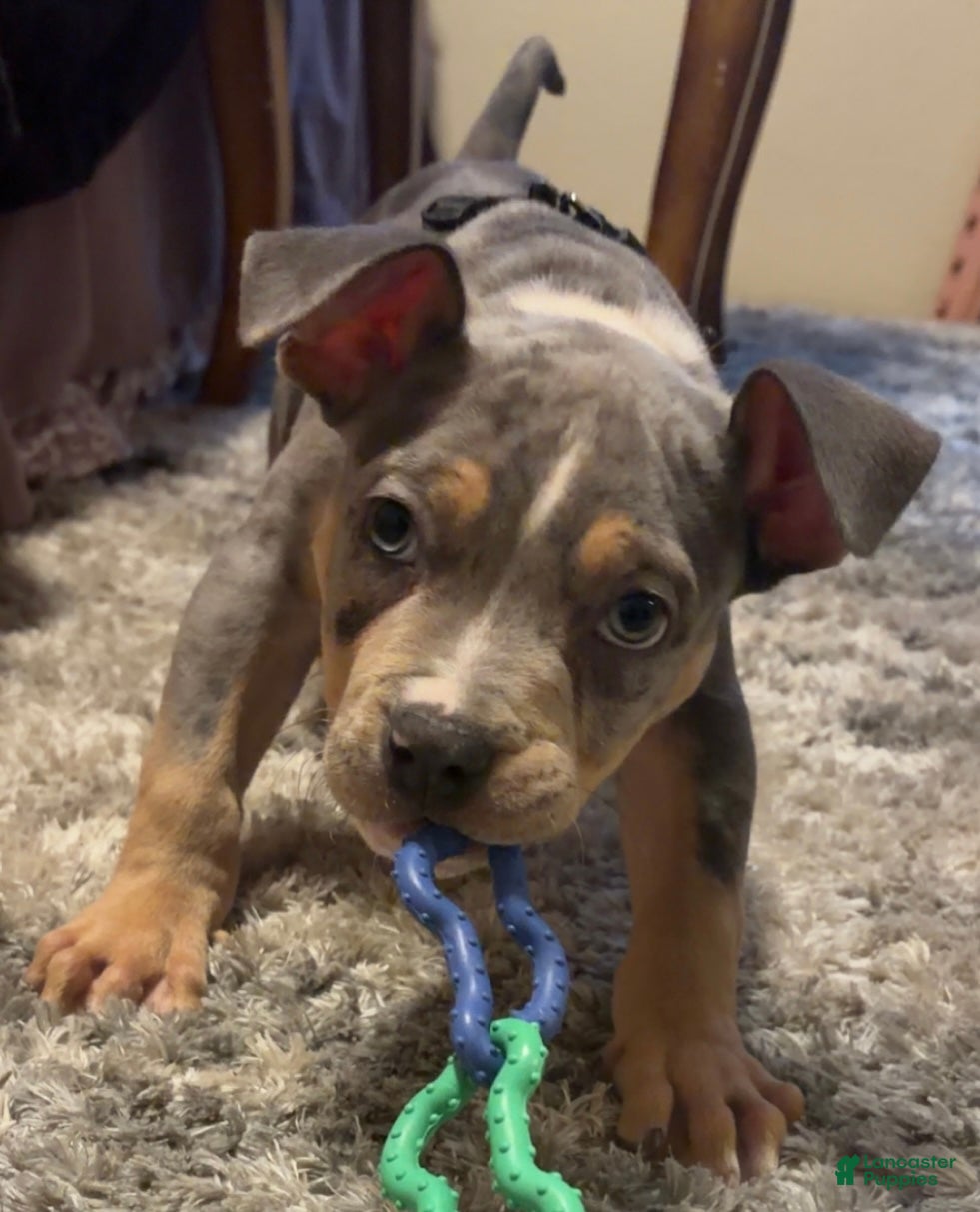American Bully dogs American Bully 2 - Ad 6