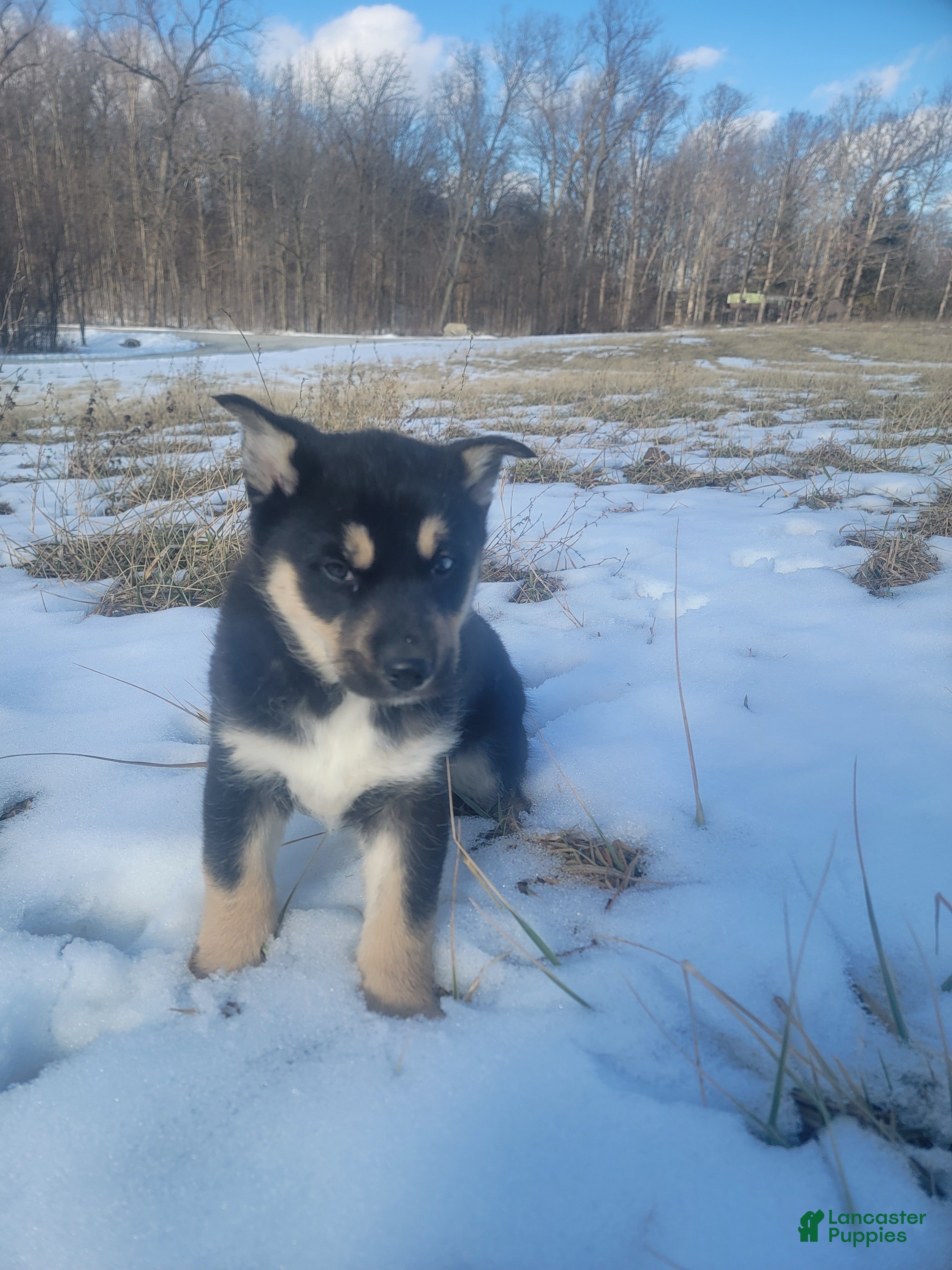 Gerberian Shepsky dogs Lola - Ad 1