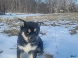 Gerberian Shepsky dogs Lola - Ad 1