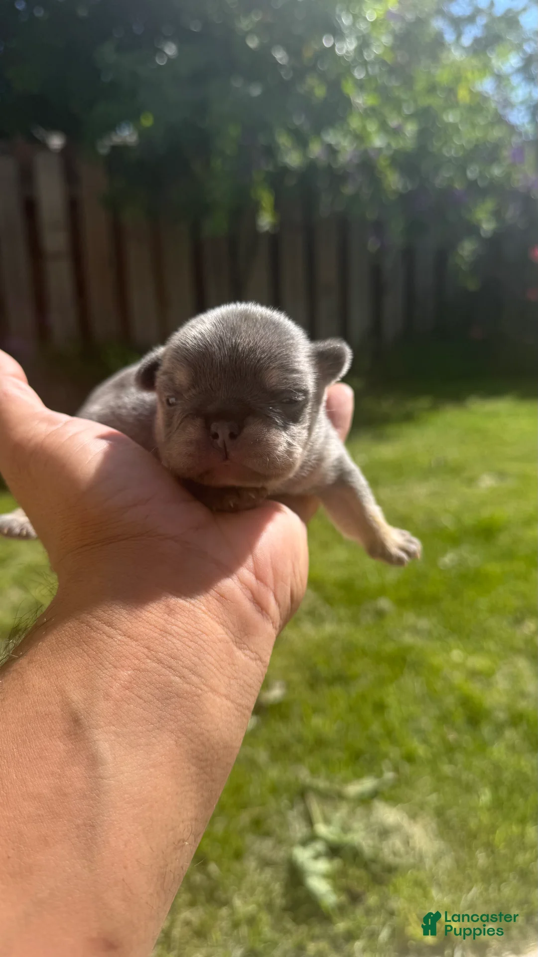 French Bulldog dogs for sale: Dior - Ad 2