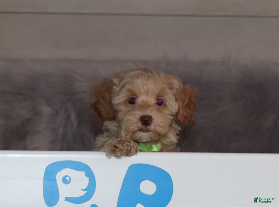 Havapoo dogs for sale: Addie 👨‍👨‍👦‍👦💞🐕Miniature - Ad 17