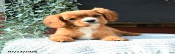 Cavalier King Charles Spaniel dogs for sale: Jackie - Ad 4