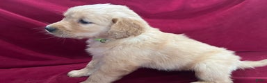 Golden Retriever Puppy 8