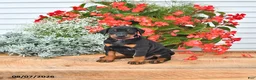Doberman Pinscher dogs for sale: Luna  - Ad 4