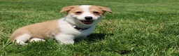 Welsh Corgi Pembroke dogs for sale: Zoey - Ad 11
