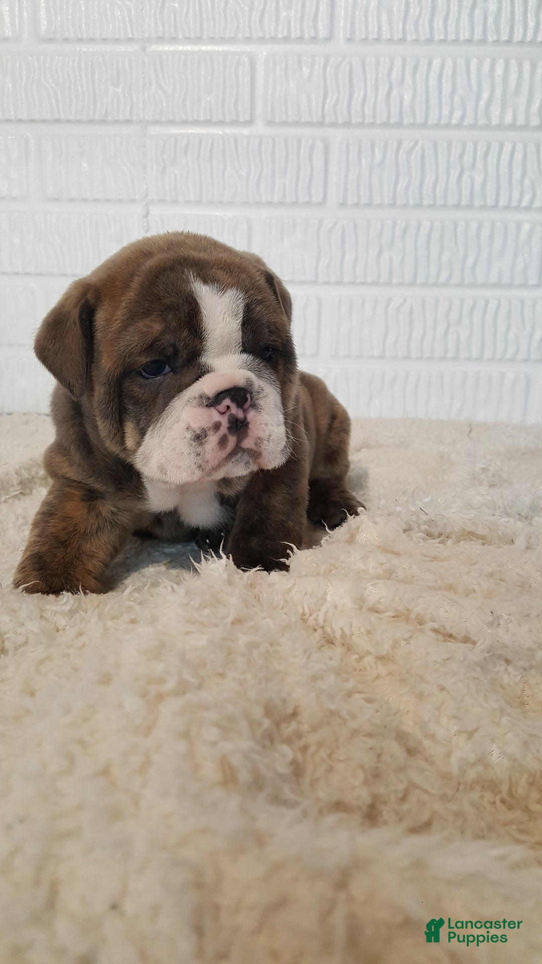 English Bulldog dogs for sale: Ace - Ad 1