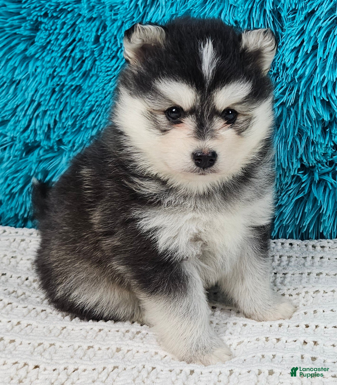 Pomsky dogs Nico - Ad 11